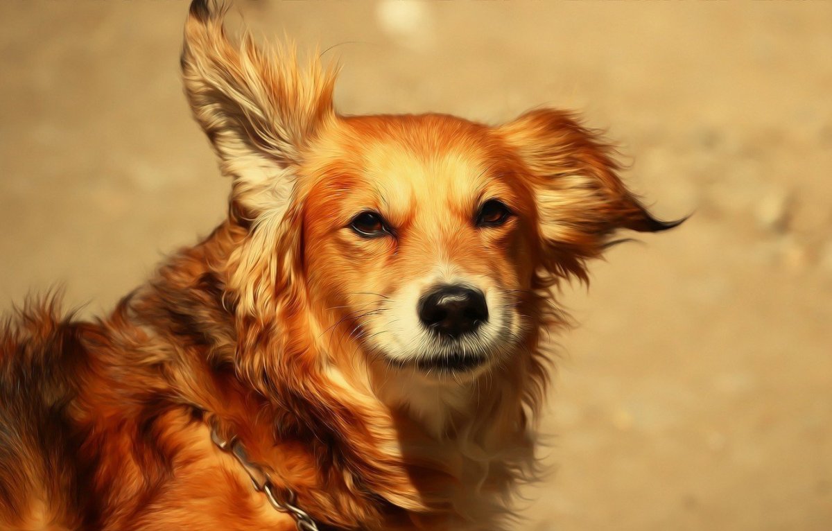 Кокер спаниель бежит