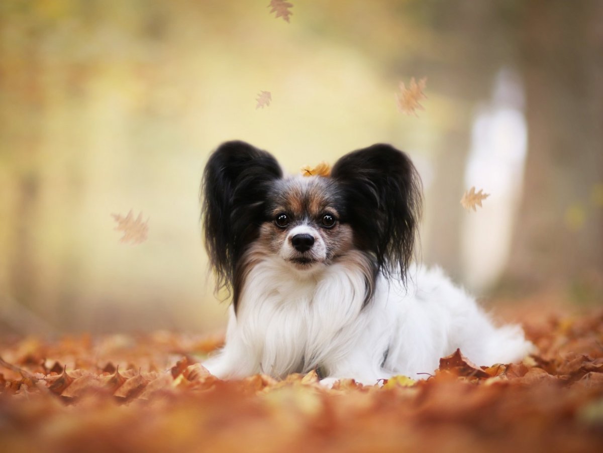 Милый щенок