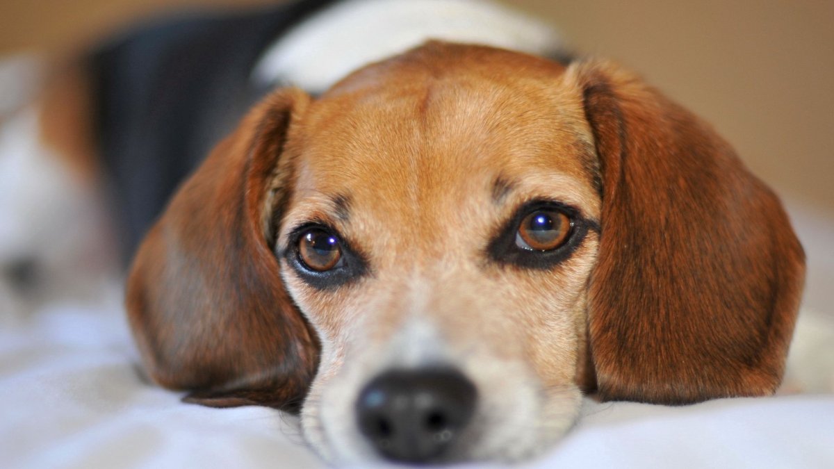 Кокер Чарльз Кинг спаниель