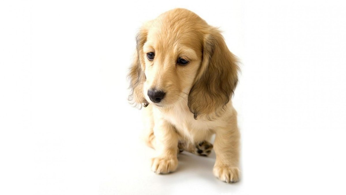 Континентальный той-спаниель Папийон