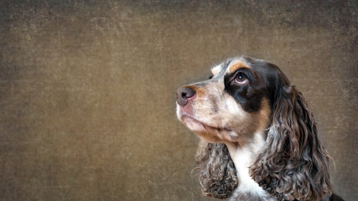 Бигль порода Бигль