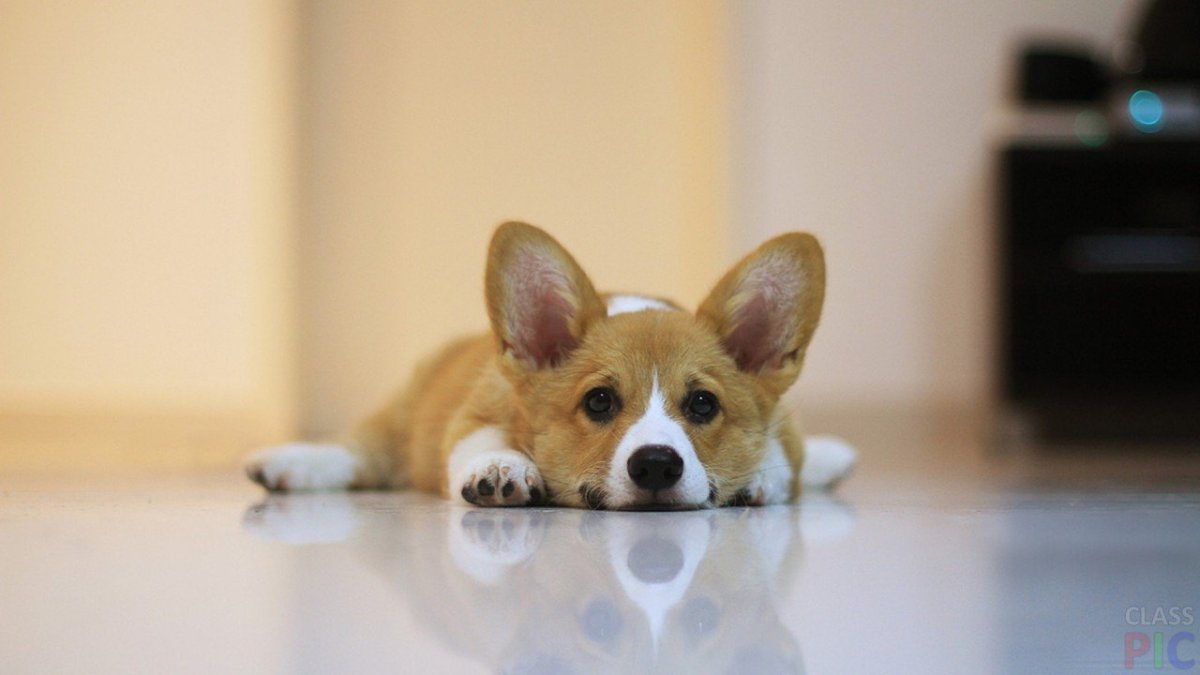 Чихуахуа Рикки