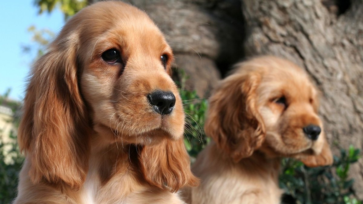 Вельш корги пемброк