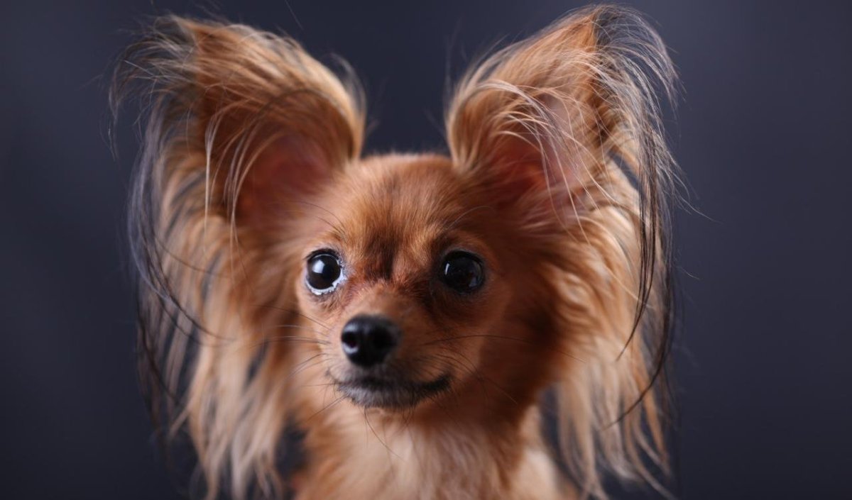 Кавалер Кинг Чарльз спаниель