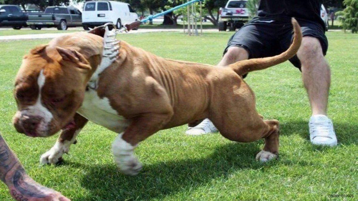 Самый сильный питбуль в мире