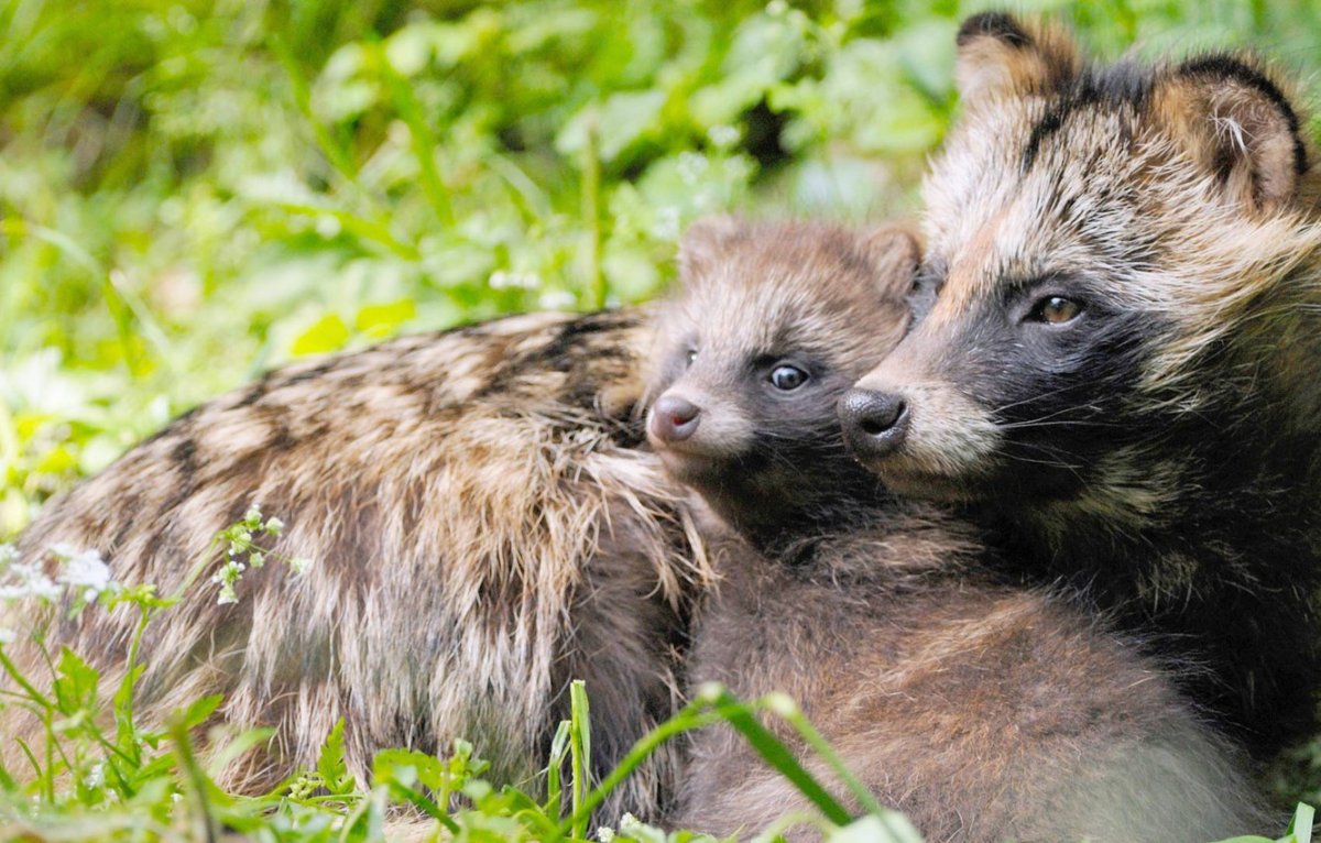 Енотовидная собака