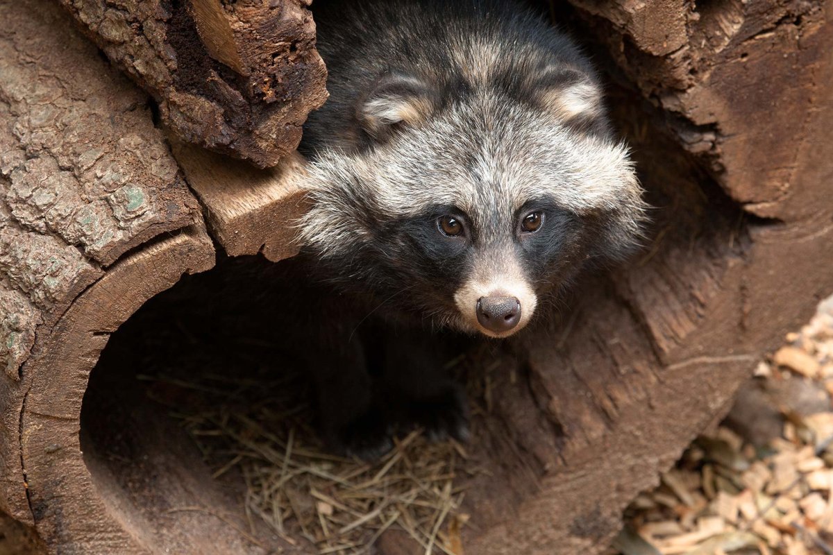 Экскременты оленя