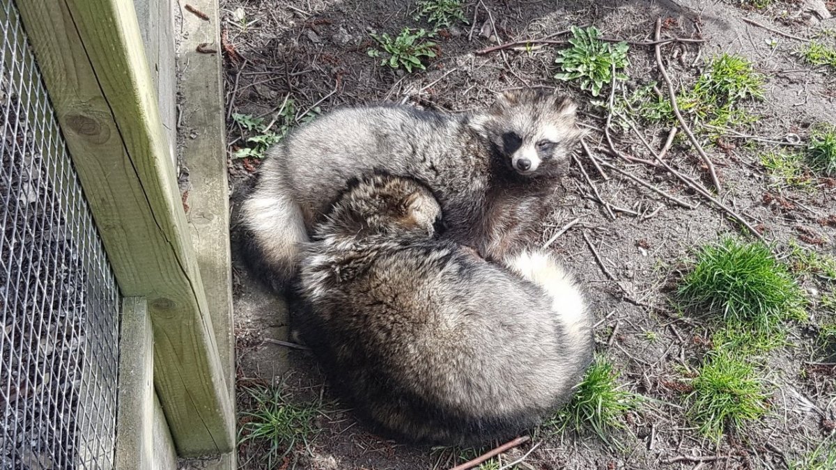 Росомаха енотовидная собака