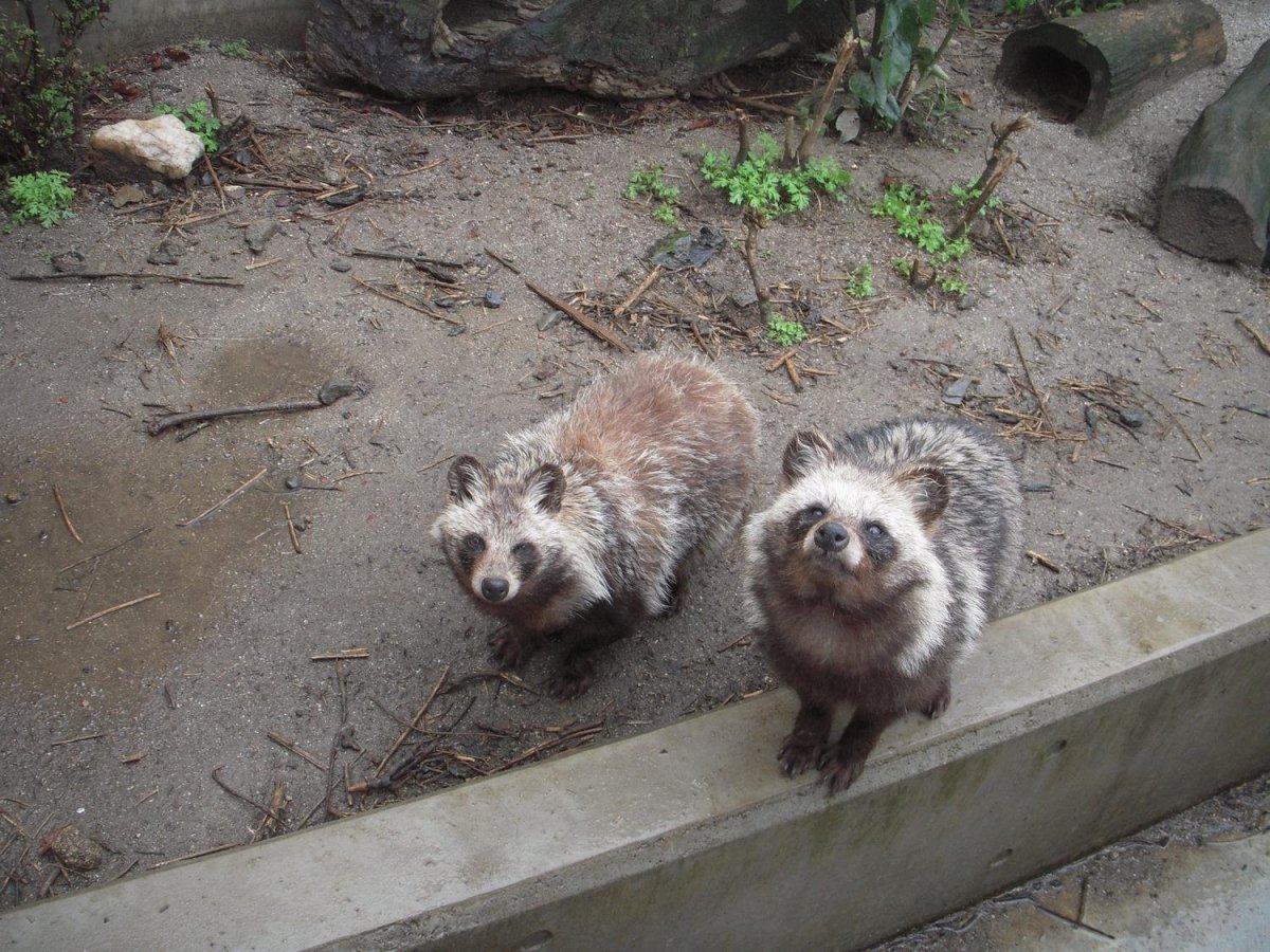 Помет енотовидной собаки