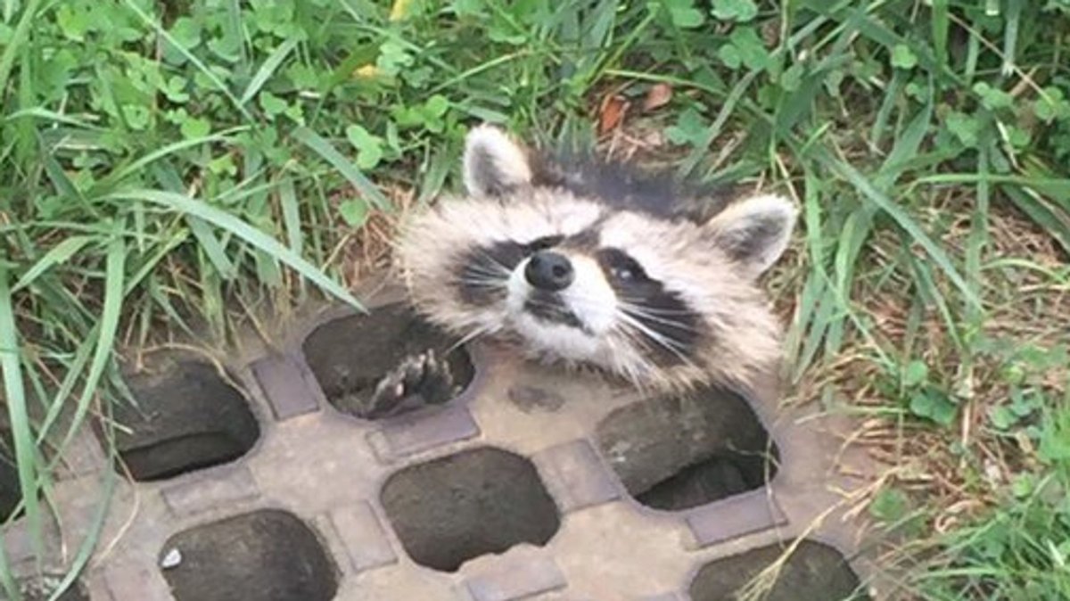 Экскременты лесных животных