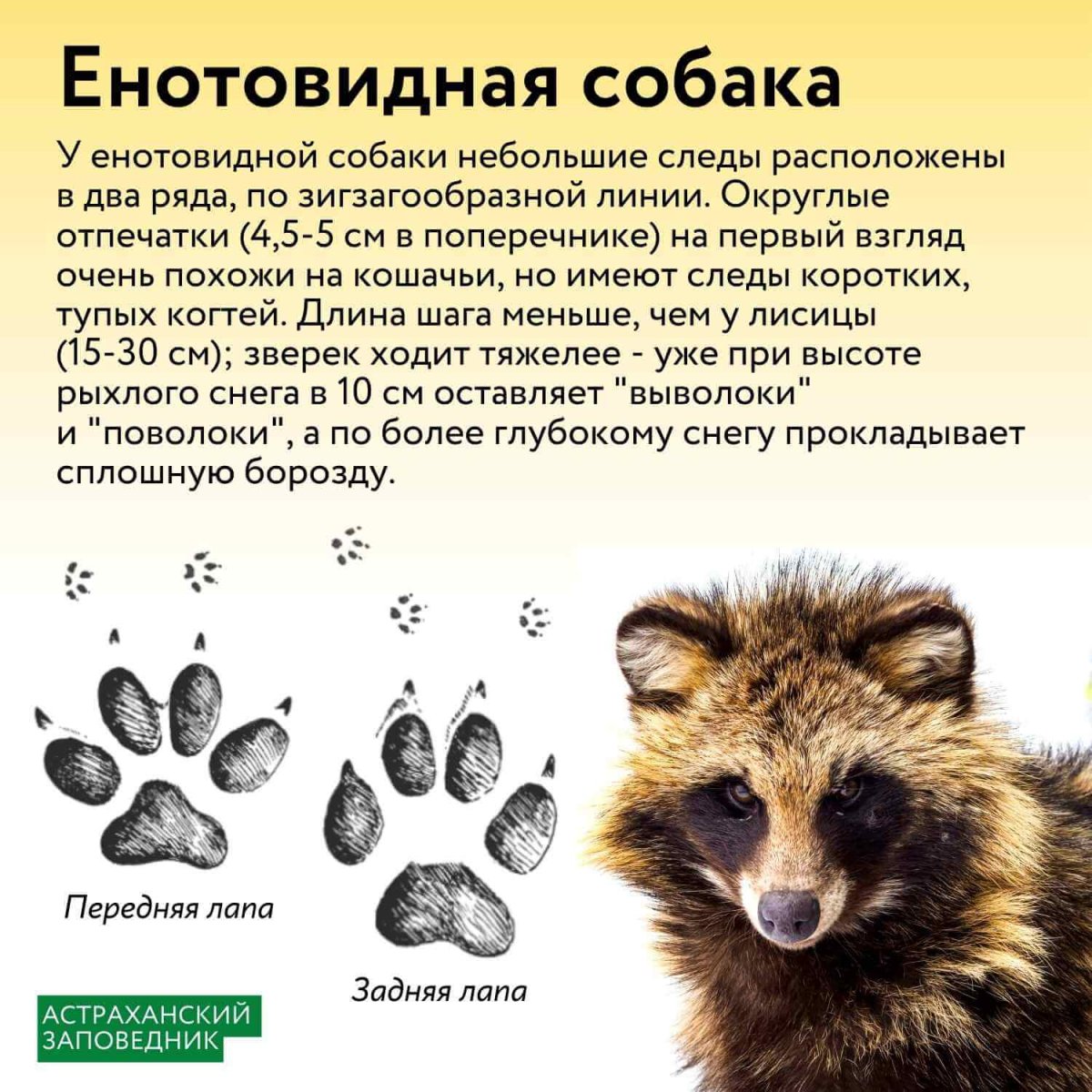 Медвежонок полоскун