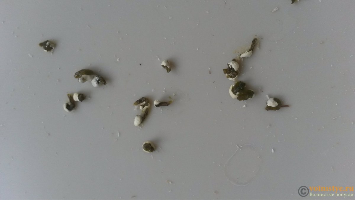 Помет енотовидной собаки