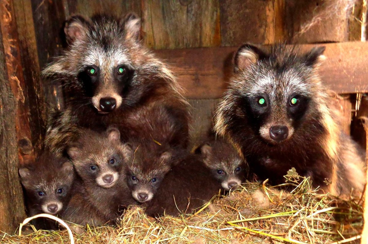 Енотовидная собака Вовчик