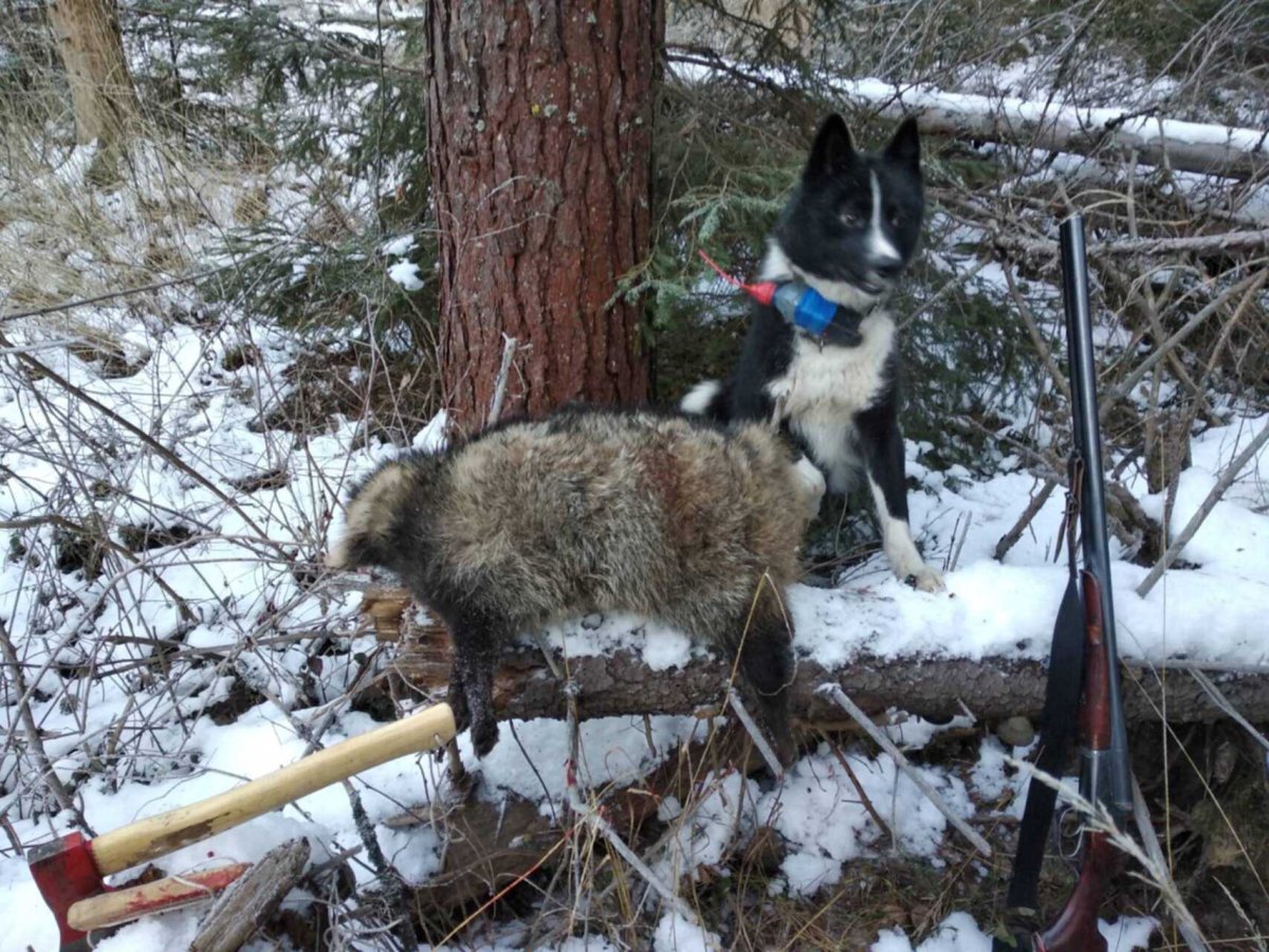 Енотовидная собака в степи