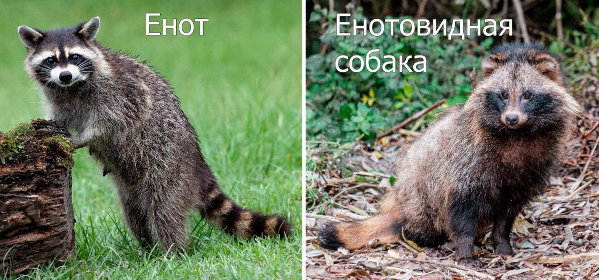 Енотовидная собака