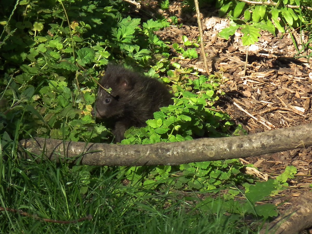 Енотовидная собака Амурская область