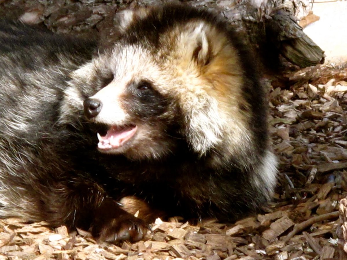 Меланизм енот