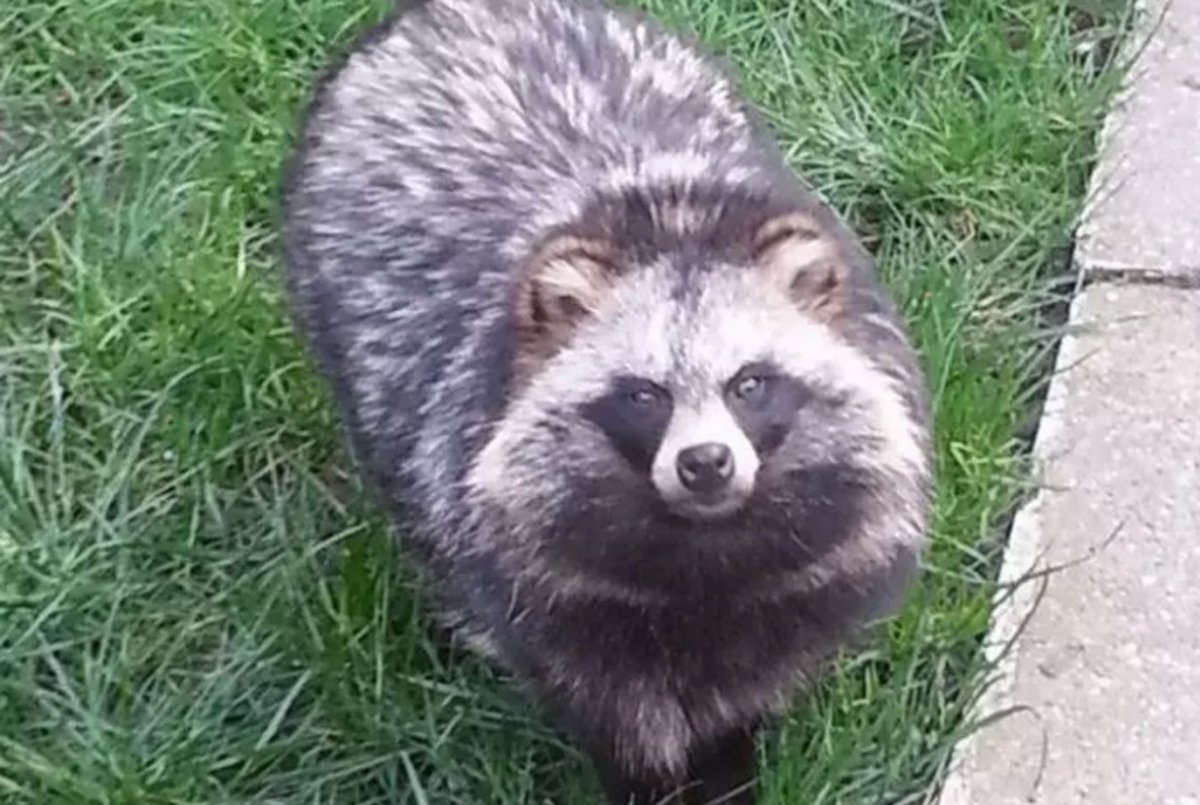 Енотовидная собака детеныш