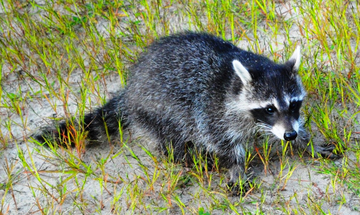 Енотовидная собака в Калужской области