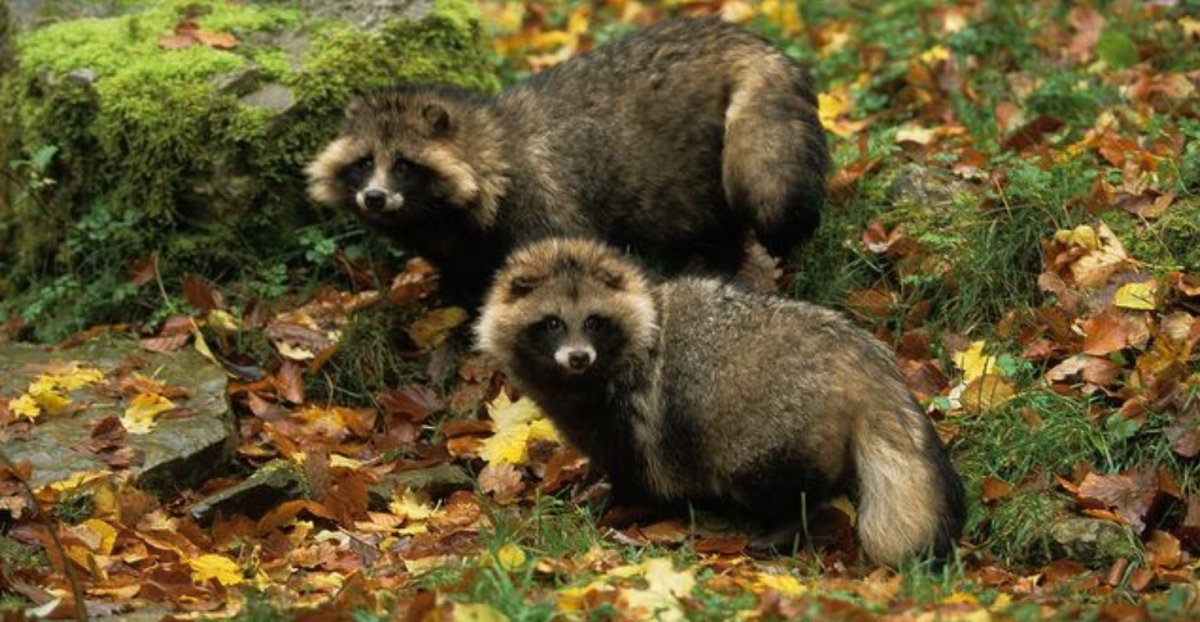 Экскременты лося и косули