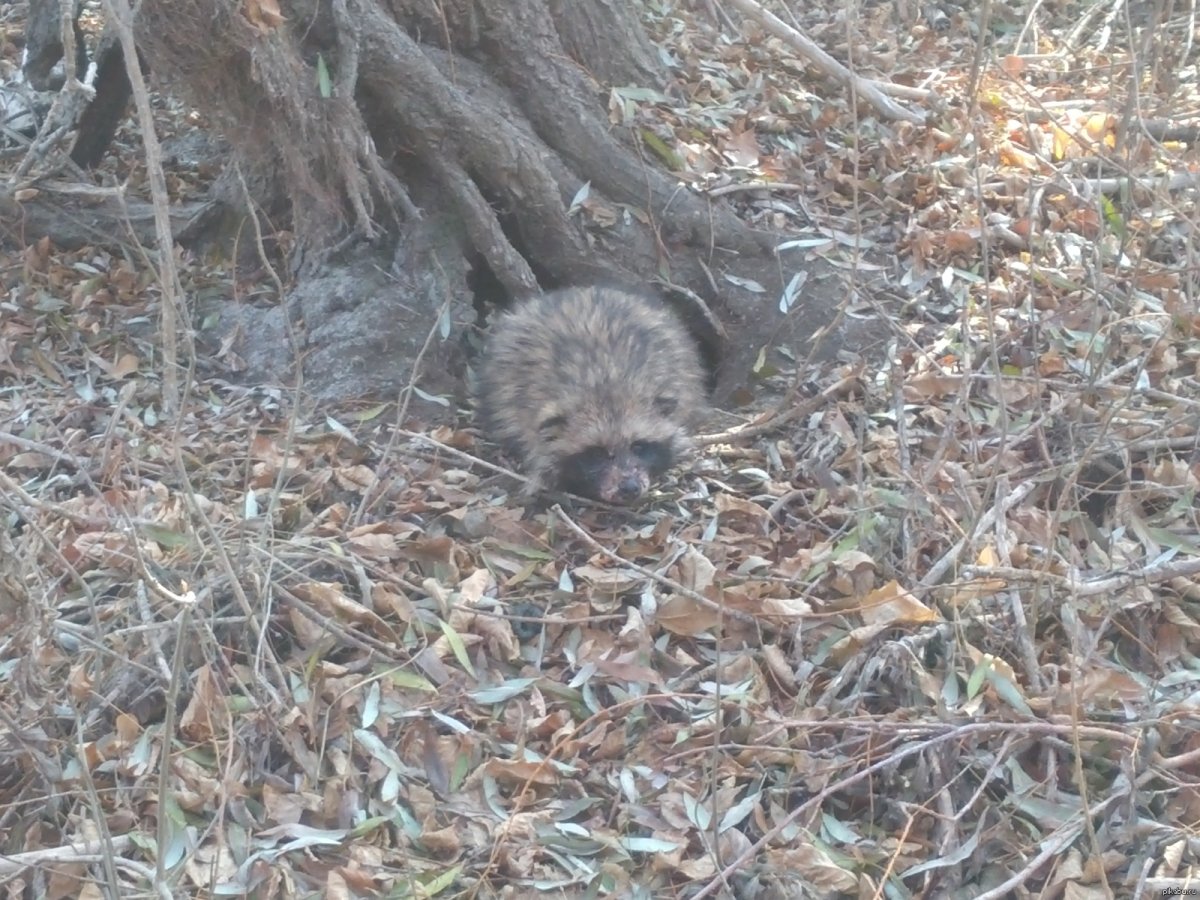 Экскременты енотовидной собаки