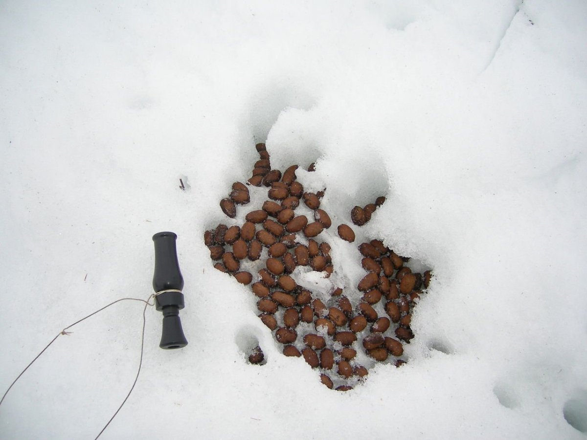 Тануки животное на снегу