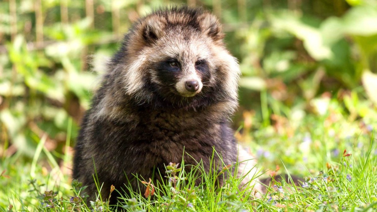 Уссурийская енотовидная собака