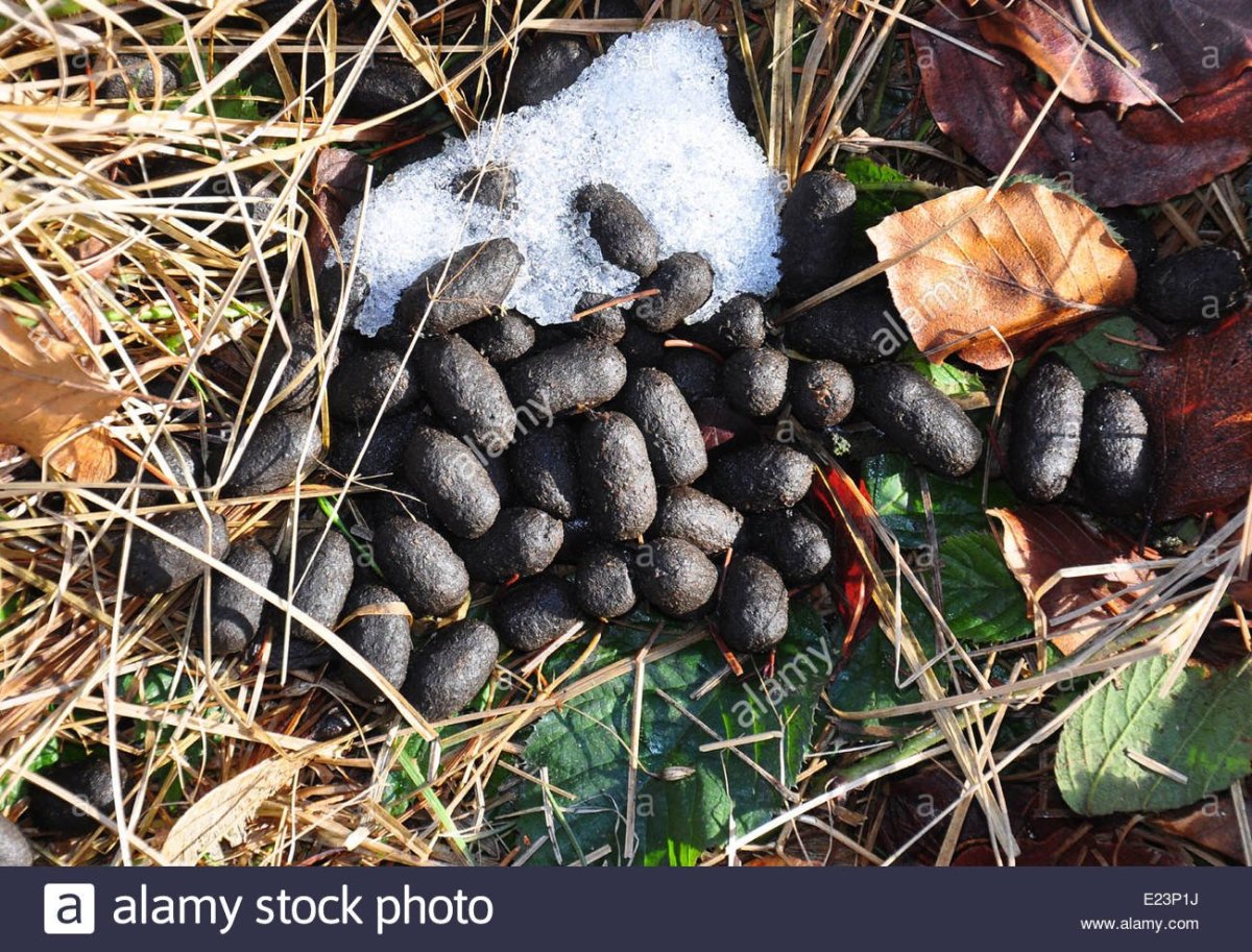 Собачьи какашки в траве