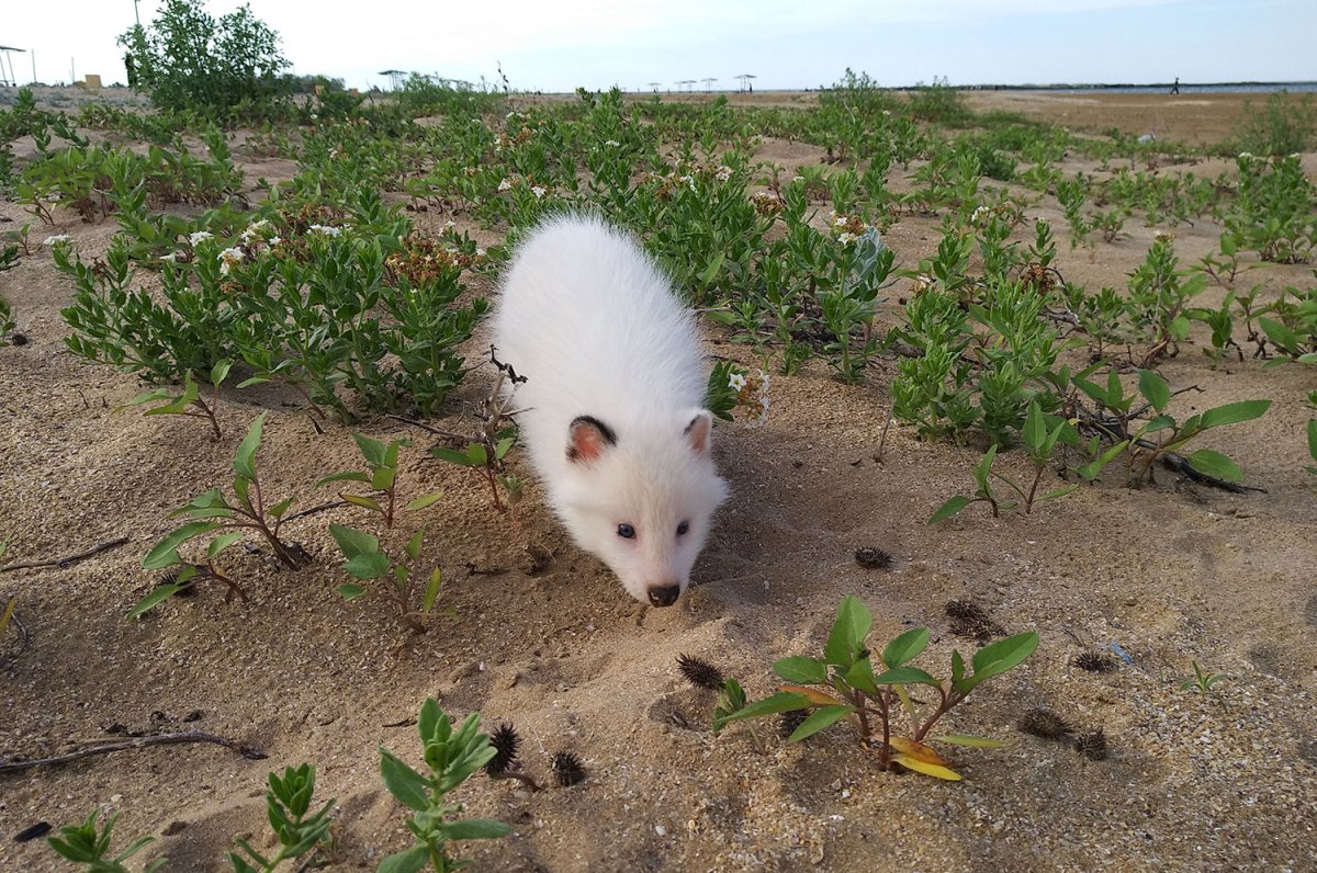 Самый толстый енот полоскун