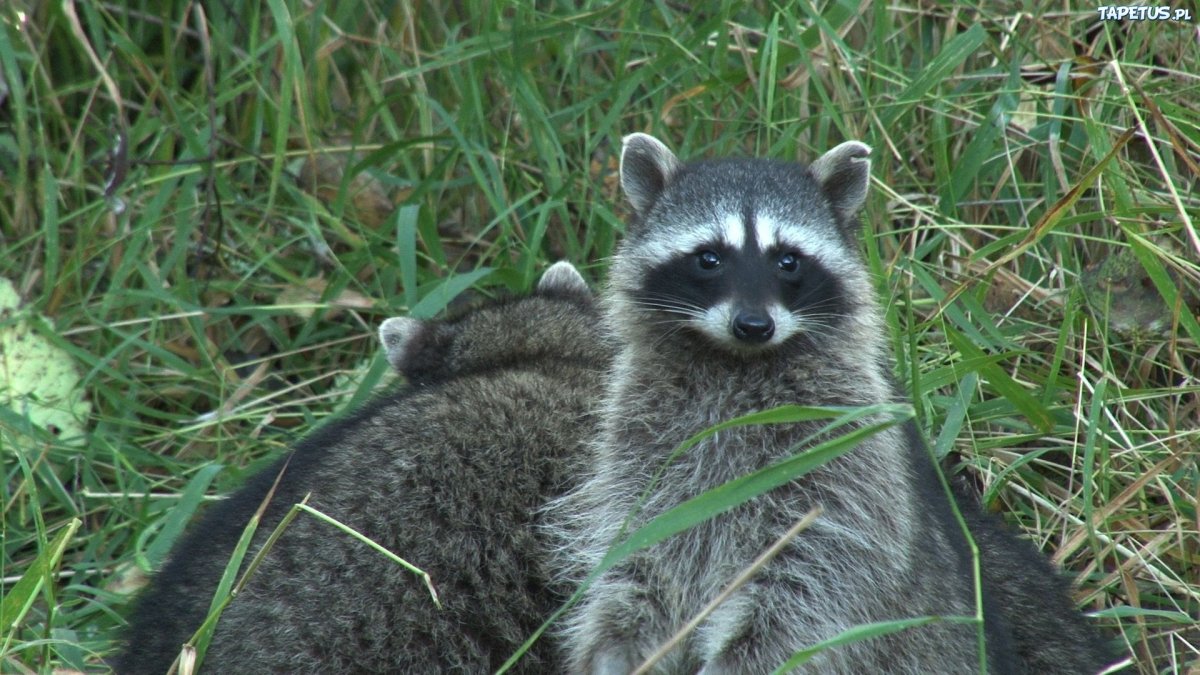 Енотовидная собака ХМАО