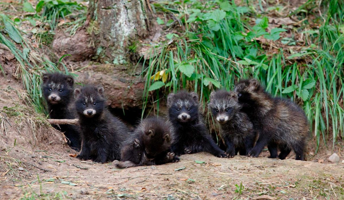 След енотовидной собаки на земле