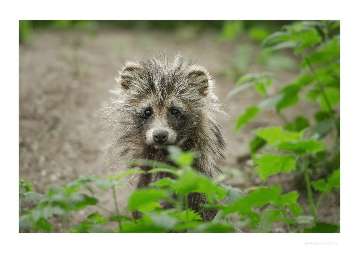 Енотовидные собаки напали