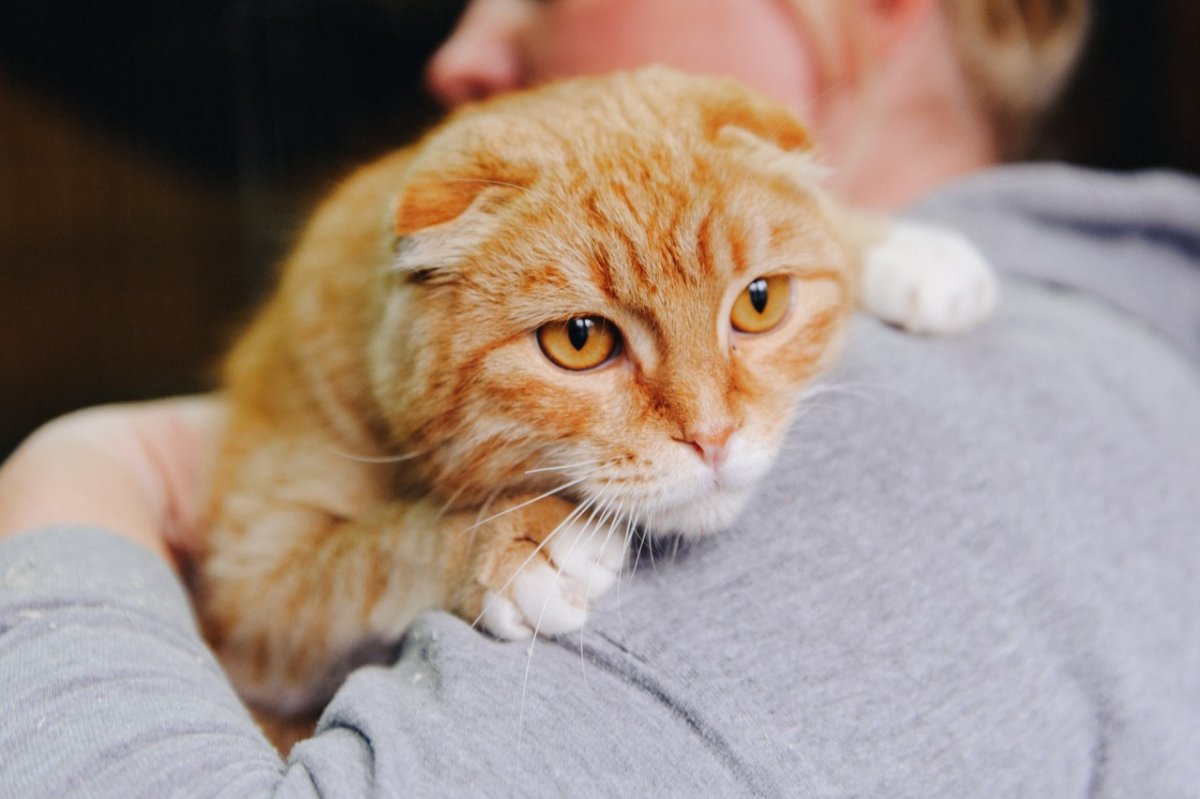 Домашний вислоухий рыжий кот