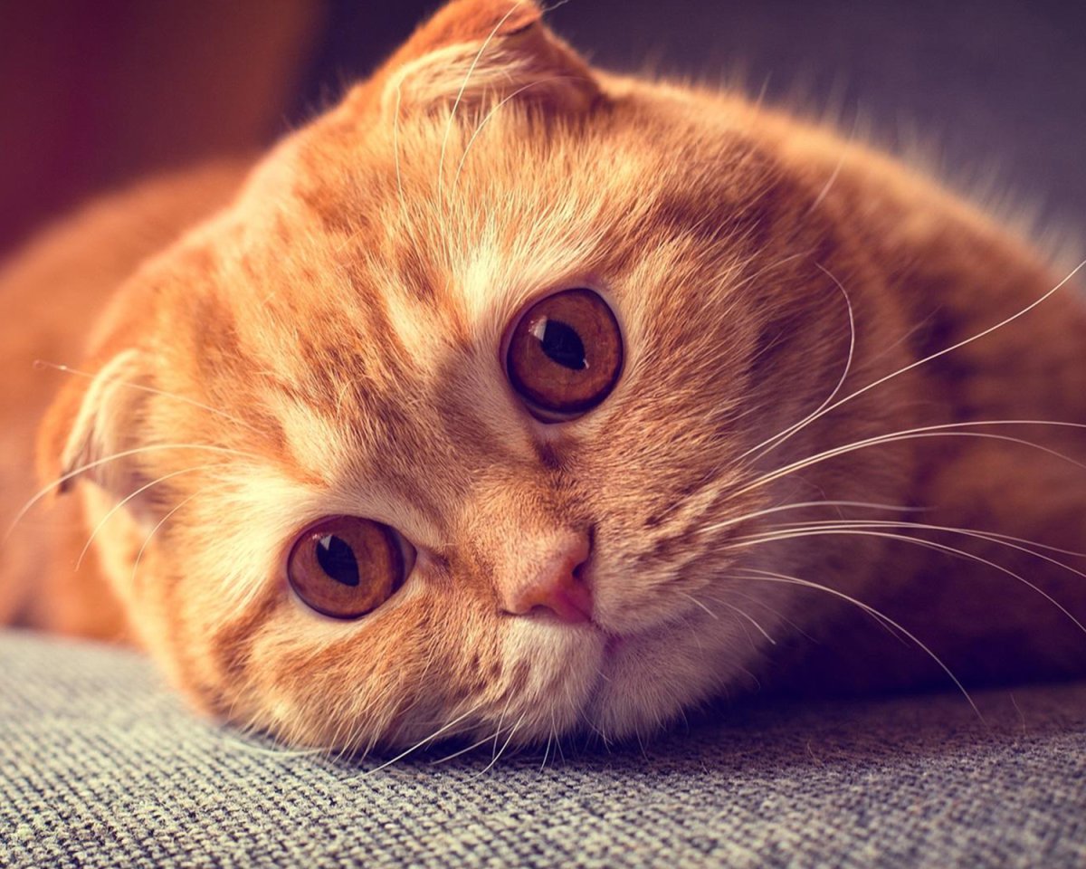 Кошка скоттиш фолд рыжая