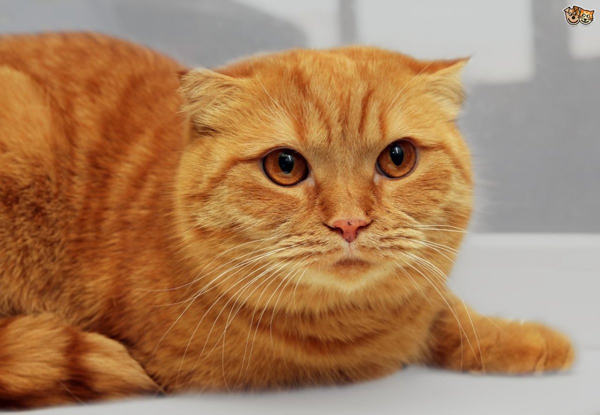 Рыжая вислоухая кошка