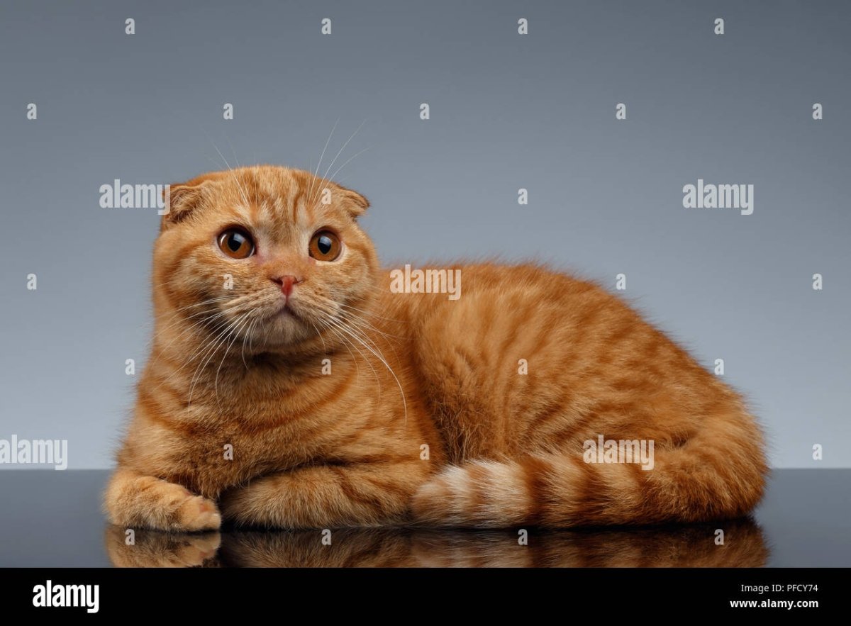 Скоттиш фолд серый с рыжим