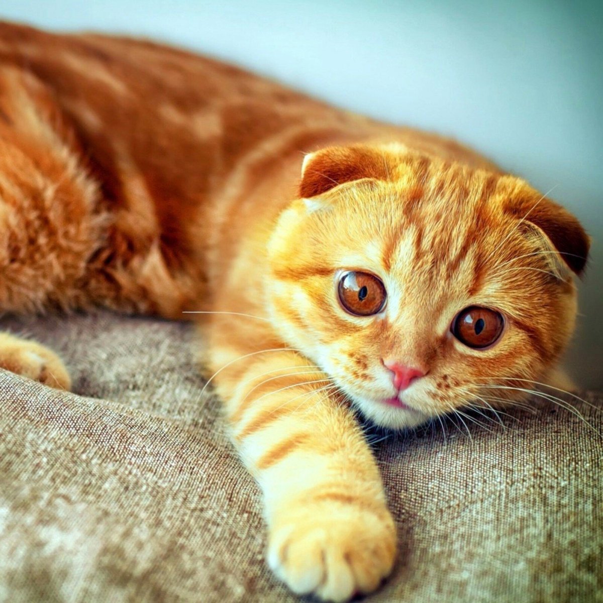 Скоттиш фолд рыжий котенок