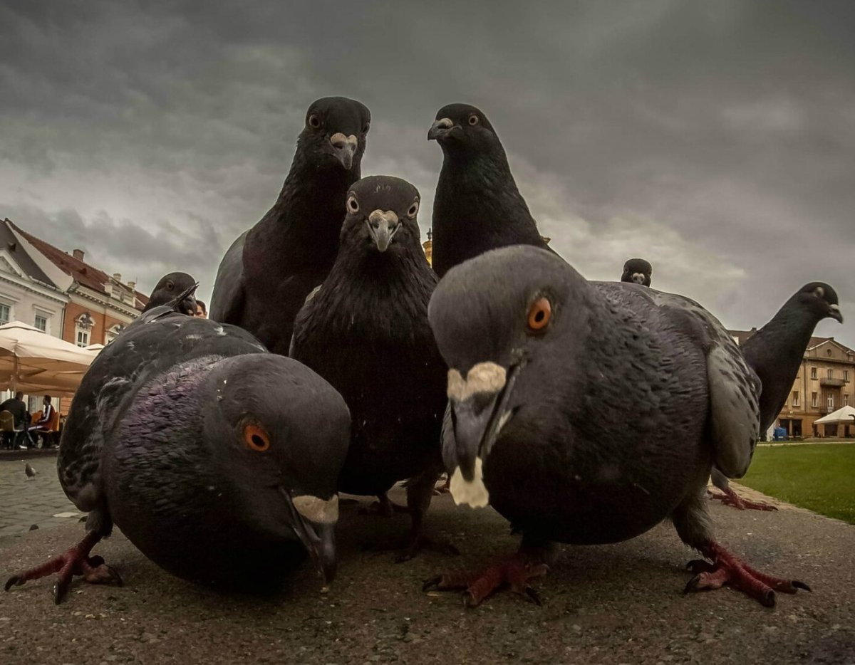 Четкий голубь