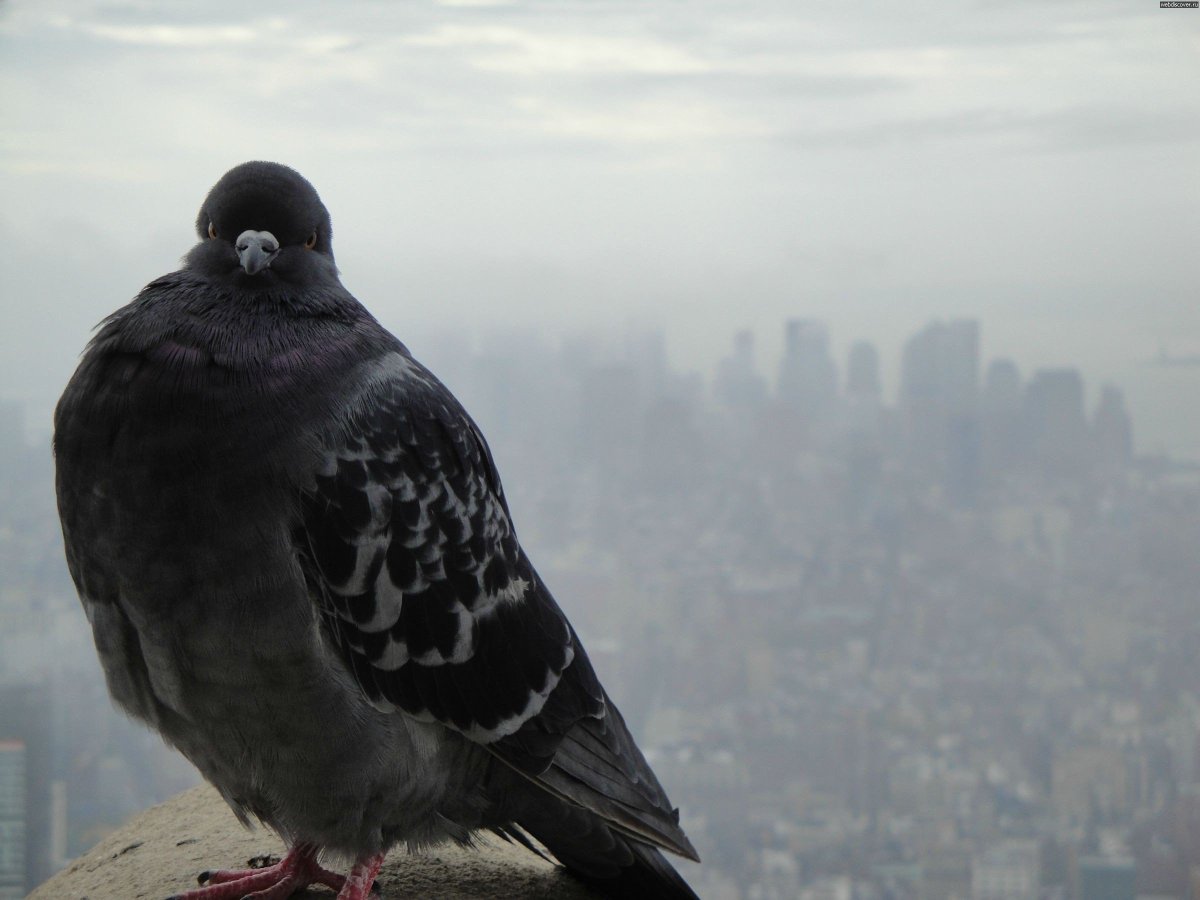 Злой голубь