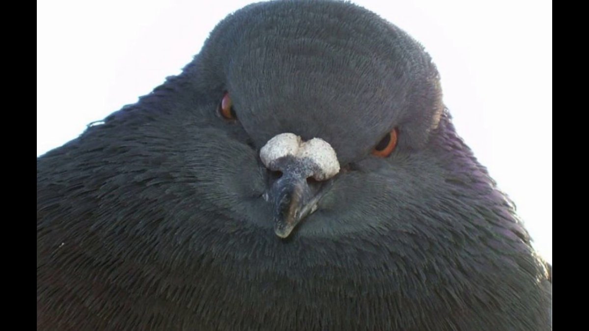 Голубь Женя