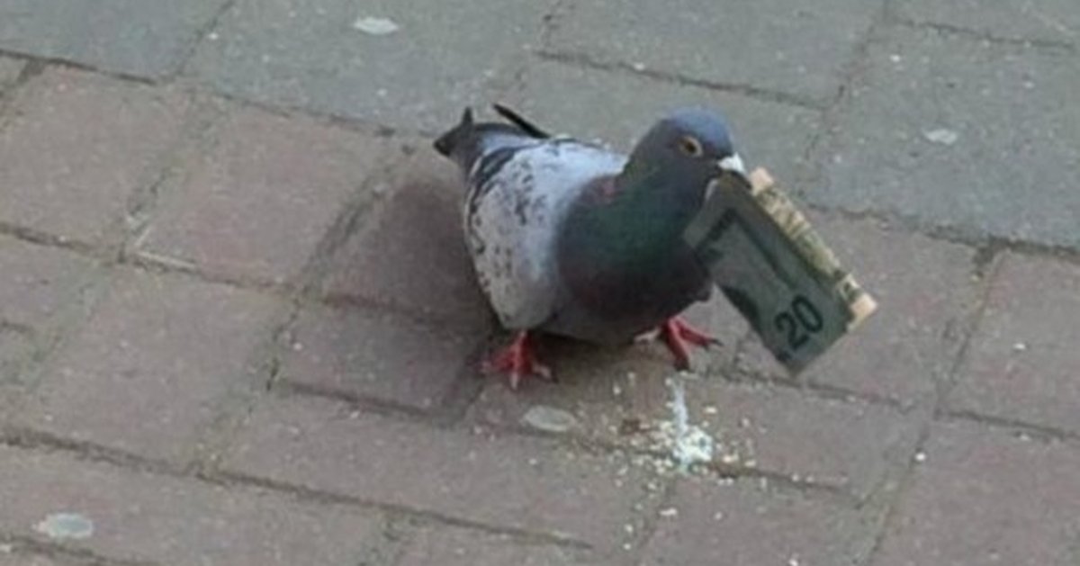 Злобный голубь