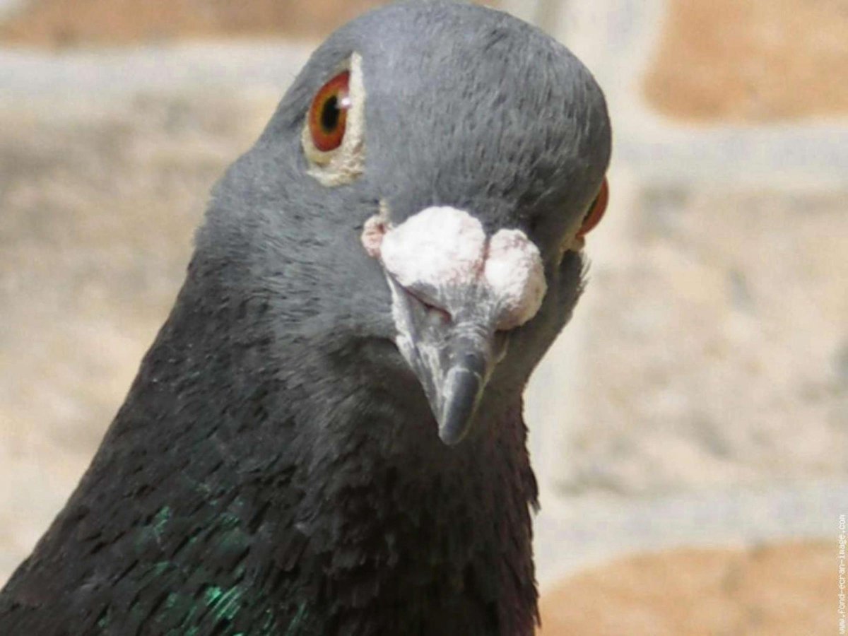 Голубь думает