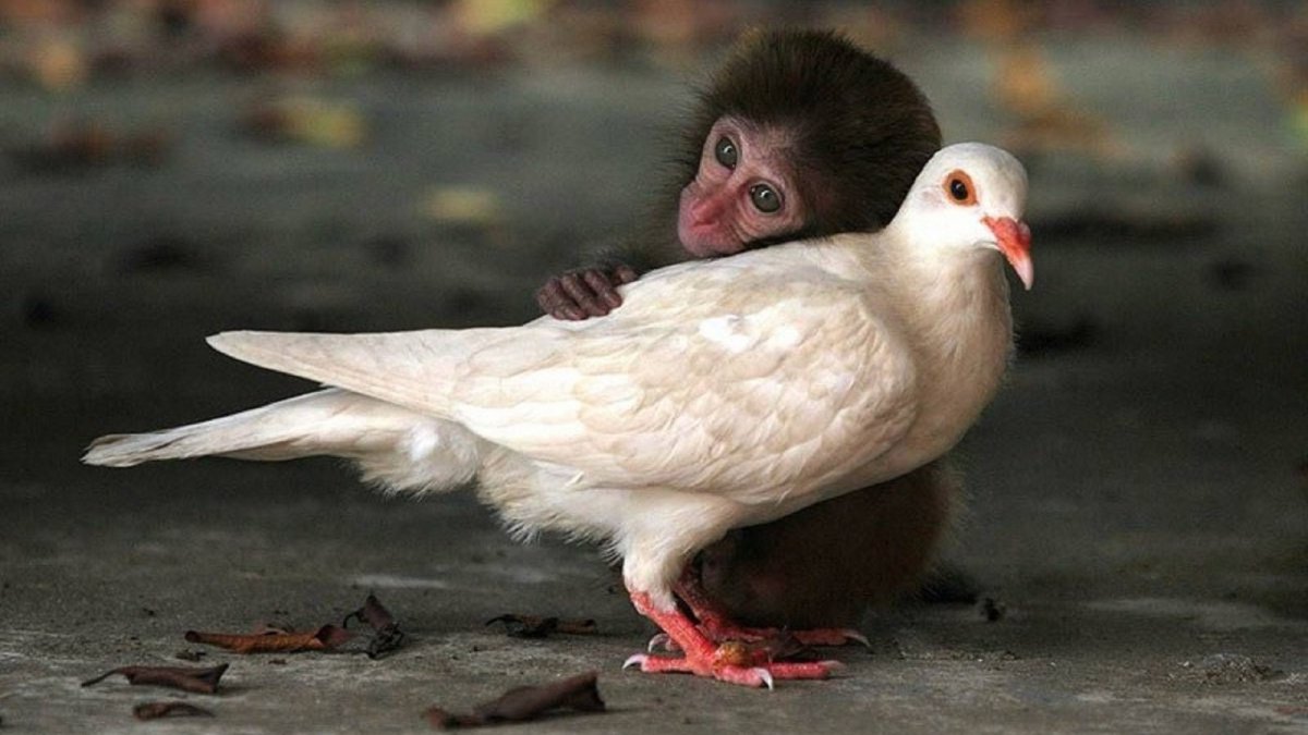 Милый голубь