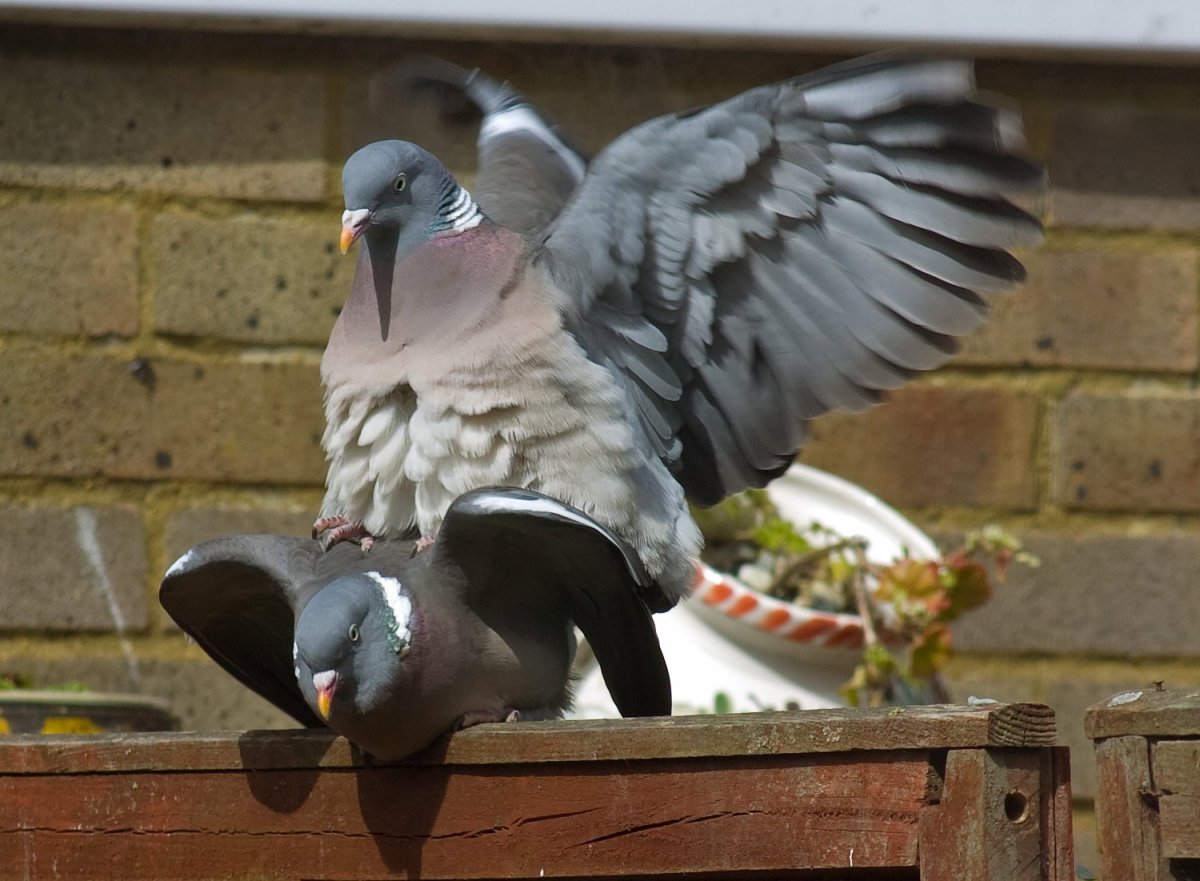 Голубь танцует