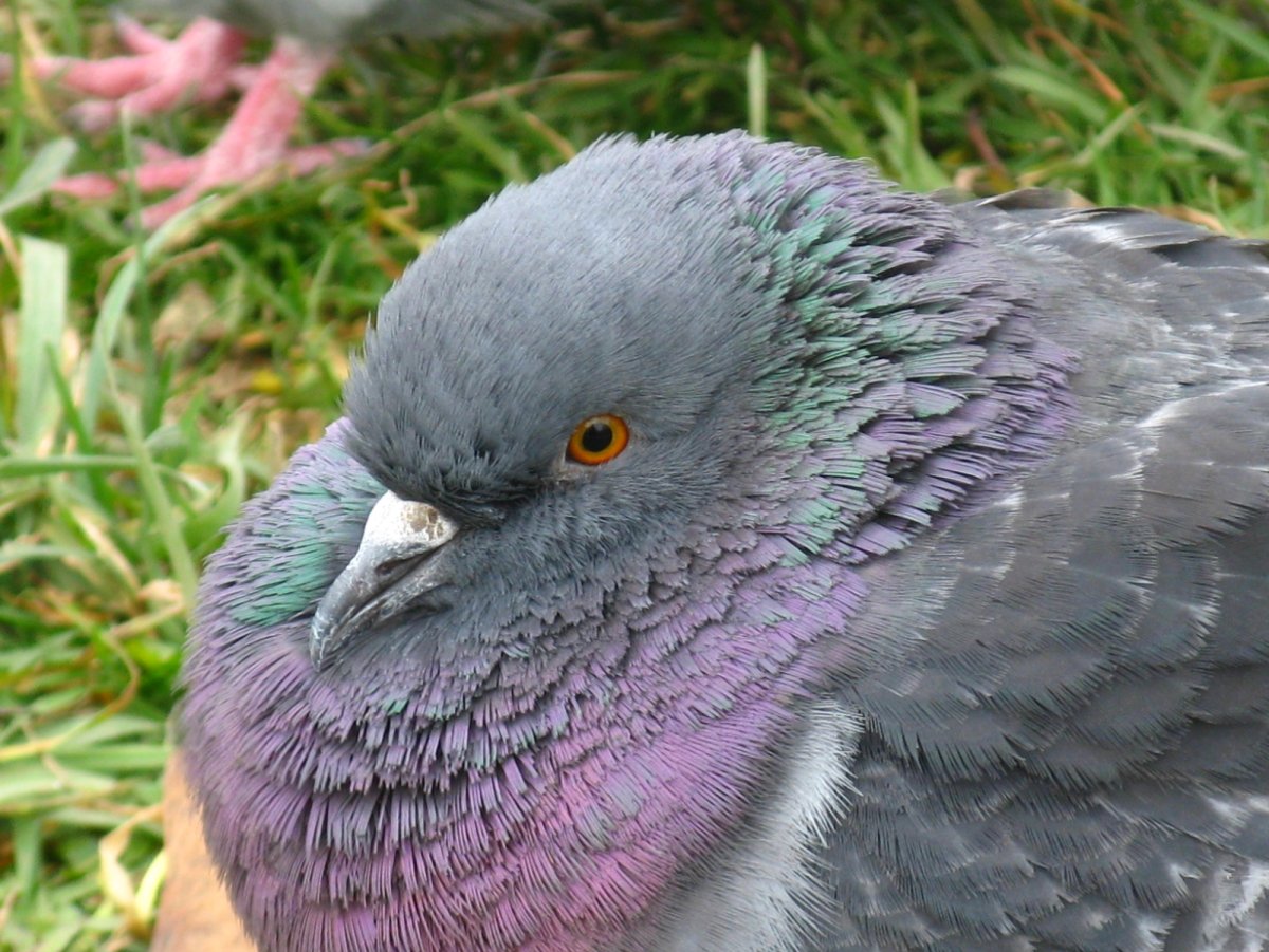 Попугайный голубь