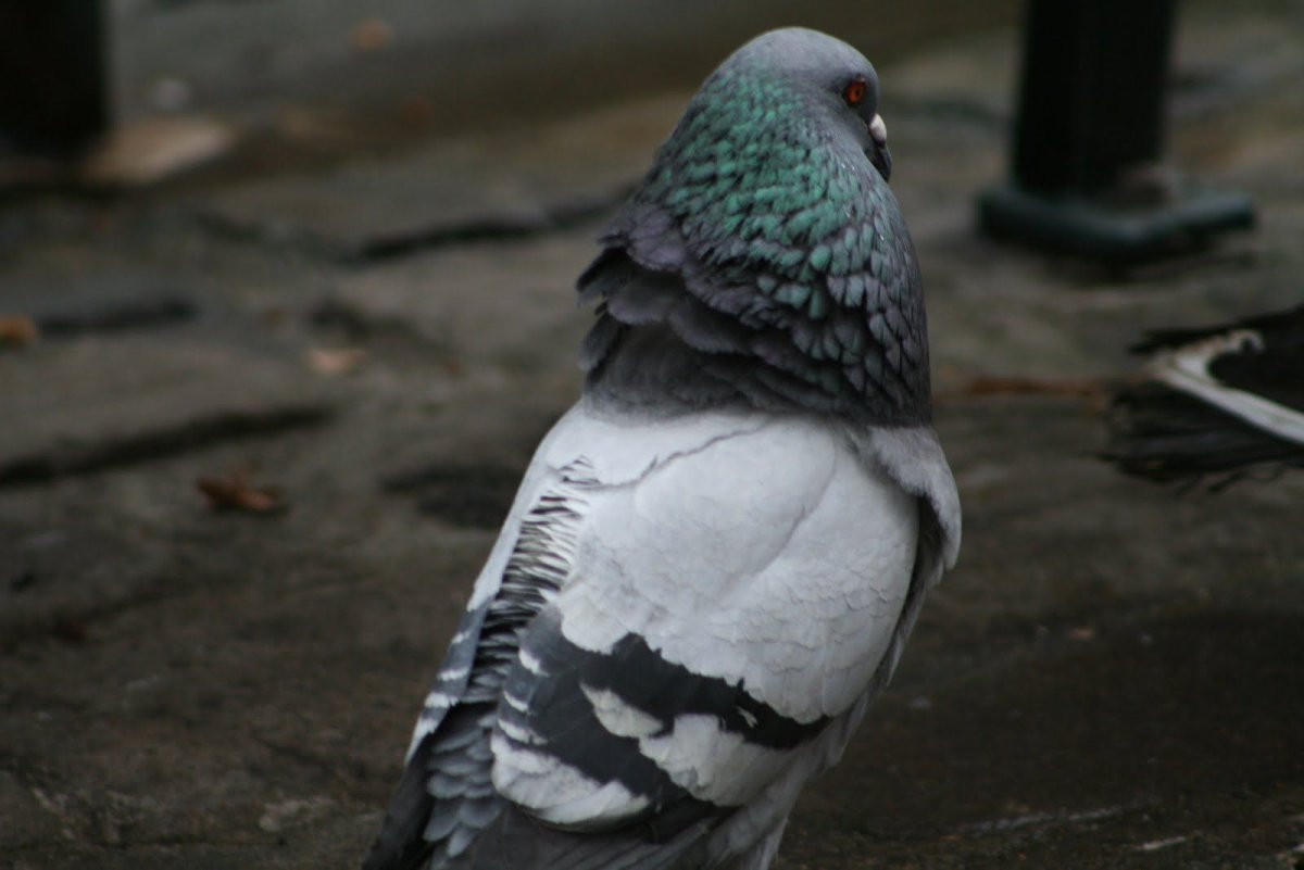 Грустный голубь