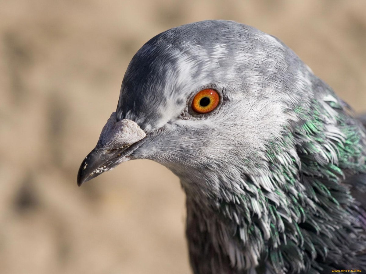 Голова голубя в профиль