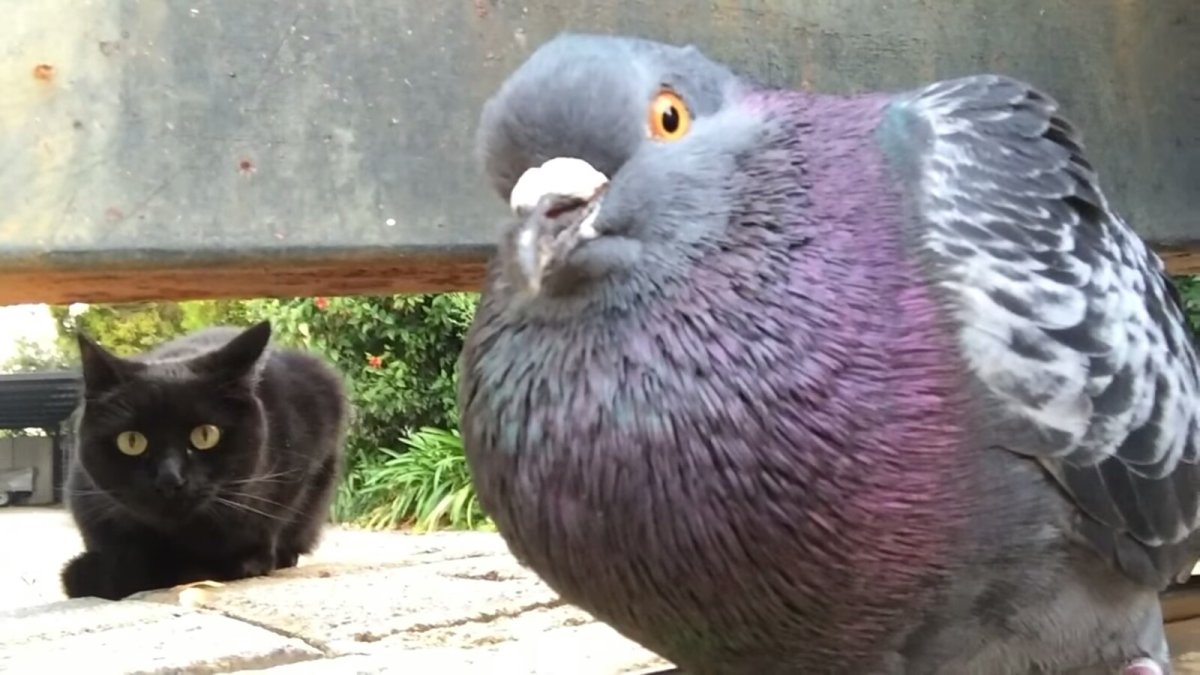 Самый жирный голубь