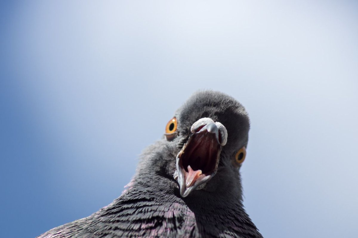 Смеющийся голубь