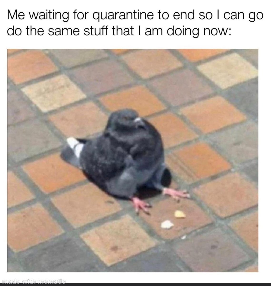 Грустный голубь